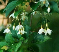 Styrax benzoin Dryand.:arbre en fleurs