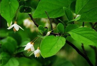 Styrax benzoin Dryand.:arbre en fleurs