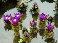 flowering plants of Euryale ferox Salisb with purple flowers grow in pond