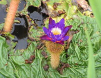 flowering plant of Euryale ferox Salisb with a purple flower grows in water