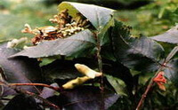 Galla Chinensis:voksende plante