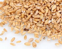 Light Wheat:herb photo