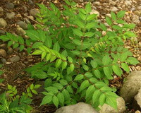 Rhus punjabensis Stew.var.sinica:pianta in crescita