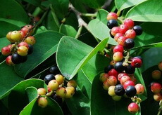 Schisandra chinensis Turcz. Baill.:fruiting tree
