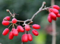 reddish berries of Cornus officinalis Sieb. et Zucc. grow on thin twigs