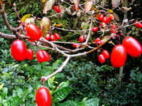 reddish fruit berries of Cornus officinalis Sieb. et Zucc. grow on branches