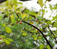 fruiting tree of Cornus officinalis Sieb. et Zucc. with small reddish berries grow in sunny field