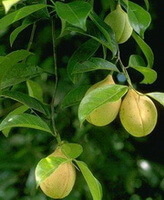 Myristica fragrans Houtt.:fruiting tree