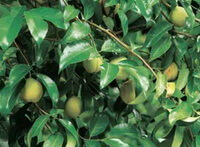 Myristica fragrans Houtt.:fruiting tree