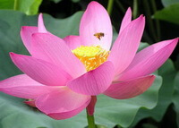 a big pink lotus flower of Nelumbo nucifera Gaertn. with a small honey bee
