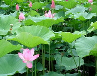 flowering plants of Nelumbo nucifera Gaertn with pink lotus flowers and big green leaves grow in a pond
