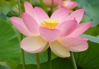 a big pink lotus flower of Nelumbo nucifera Gaertn. and green leaves