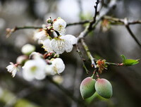 Prunus mume Sieb.et Zucc.:fiori e frutti