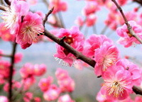Prunus mume Sieb.et Zucc.:fiori