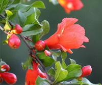 Punica granatum L.:fleurs
