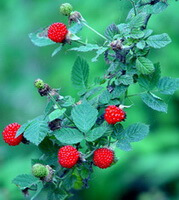 Rubus chingii Hu.:frugtplante