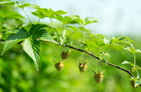 Rubus chingii Hu.:fruiting plant