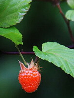 Rubus chingii Hu.:frugtplante