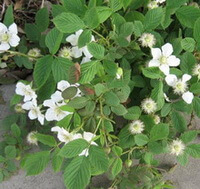 Rubus chingii Hu.:blomstrende plante