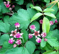 Rubus coreanus Miq.:blomstrende plante