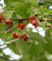 Schisandra sphenanthera Rehd. et Wils.:fruiting tree