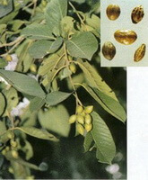 Terminalia chebula Retz. var. tomentella Kurt.:pianta da frutto