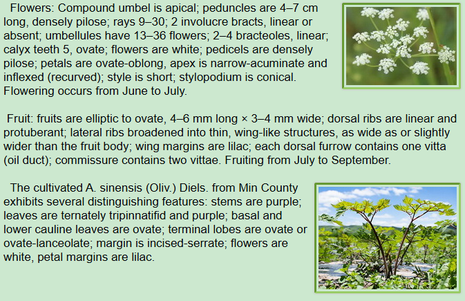 Botanical Description of Angelica sinensis Oliv. Diels,and flower, fruit, cultivated plant from Min County