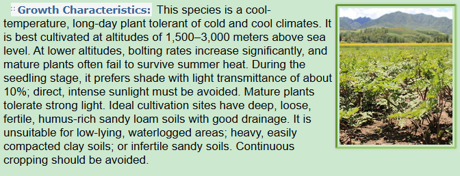 Growth Characteristics of Angelica sinensis Oliv. Diels