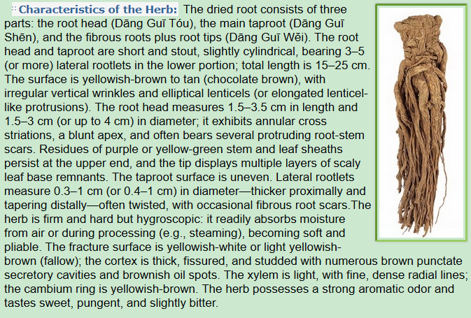 Characteristics of the Herb:Chinese Angelica Root, Dong Quai