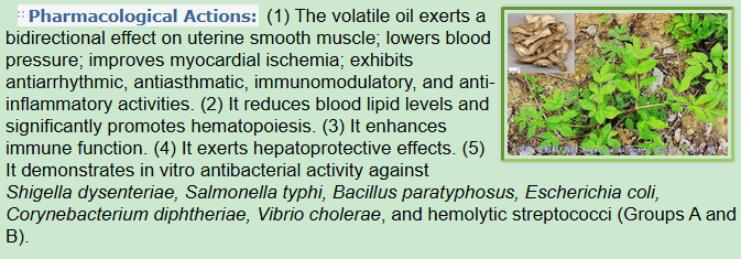 Pharmacological Actions of Chinese Angelica Root, Dong Quai