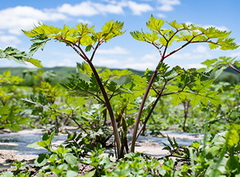 Angelica sinensis Oliv.Diels.:original plant