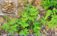 Angelica sinensis frøplanter vokser på marken