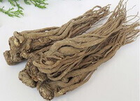 kinesisk Angelica rod:urtefoto af dyrket rod