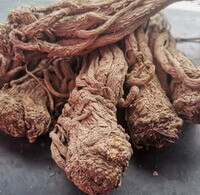 Chinese Angelica Root:herb photo of wild root