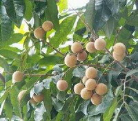 Dimocarpus longan Lour:arbre fruitier