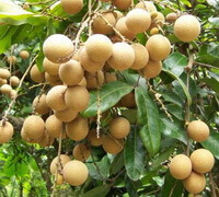 Dimocarpus longan Lour:fruiting tree
