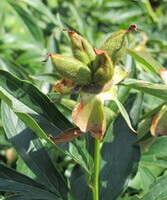 Paconia lactiflora Pall.var.trichocarpa Bunge Stern.:blomstrende plante