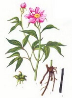 Paeonia lactiflora Pall.:disegno di parti di piante
