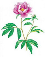 Paeonia lactiflora Pall.:tegning af plante og blomst