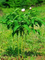 Paeonia lactiflora Pall.:blomstrende planter
