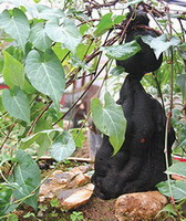 growing plant of Polygonum multiflorum Thunb with many green leaves and its dark brown root in air