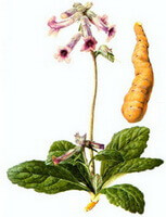 Rehmannia glutinosa Libosch.:pianta fiorita e radice tuberosa
