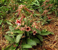 Rehmannia glutinosa Libosch.:flowering plants