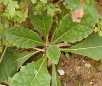 Rehmannia glutinosa Libosch.:pianta in crescita