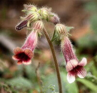 Rehmannia glutinosa Libosch.:blomster