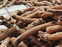 White Peony Root:cultivated root