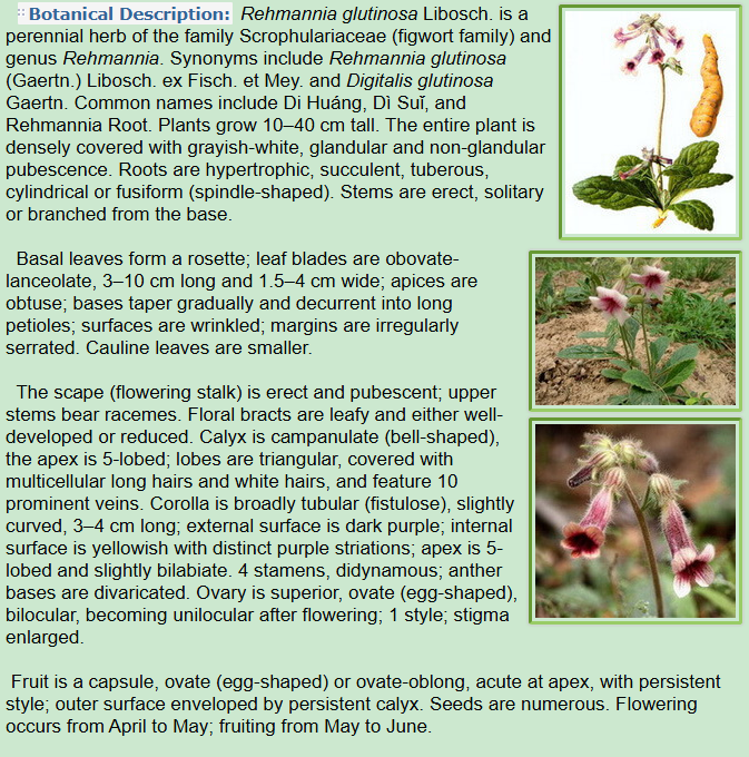 Botanical Description of Rehmannia glutinosa Libosch,plant,leaf,scape,flower,fruit