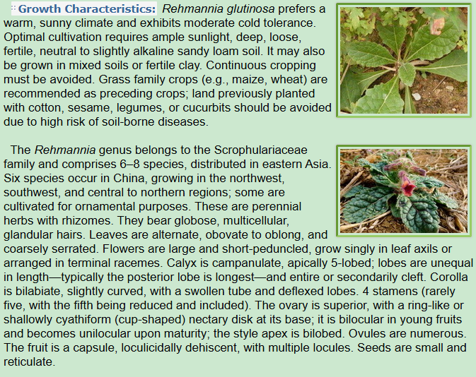 Growth Characteristics of Rehmannia glutinosa Libosch