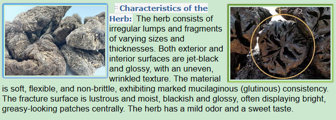 Characteristics of the Herb:Prepared Rehmannia Root, Shú Dì Huánɡ