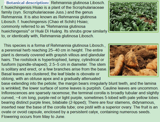 Botanical Description of Rehmannia glutinosa Libosch. f. hueichingensis Hsiao,plant,leaf,scape,flower,fruit